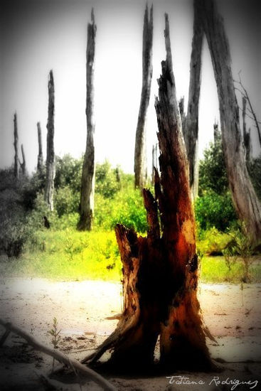 "Bosque petrificado" Naturaleza Color (Digital)