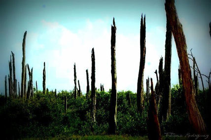 "Bosque petrificado...