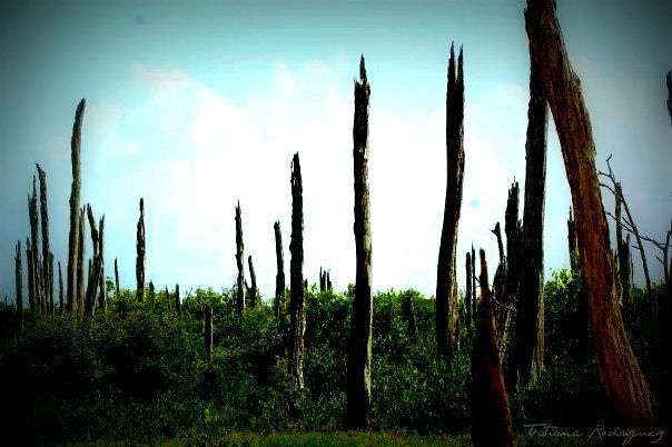 "Bosque petrificado II"