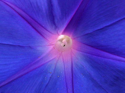Ipomoea