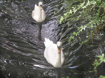 Cisnes nadando