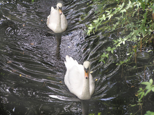 cisnes nadando