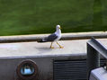 GAVIOTA
