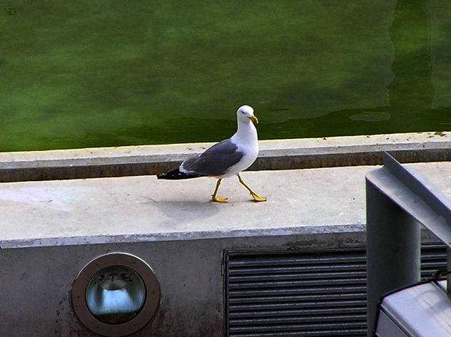 GAVIOTA