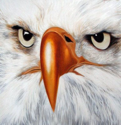 Aguila