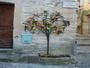 Arbol naranjero y limonero