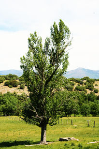 Arbol solitario