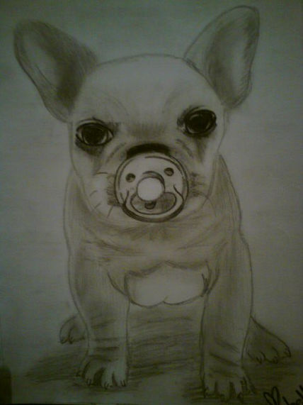 Perrito chihuahua