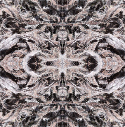 Ornamento de hojas