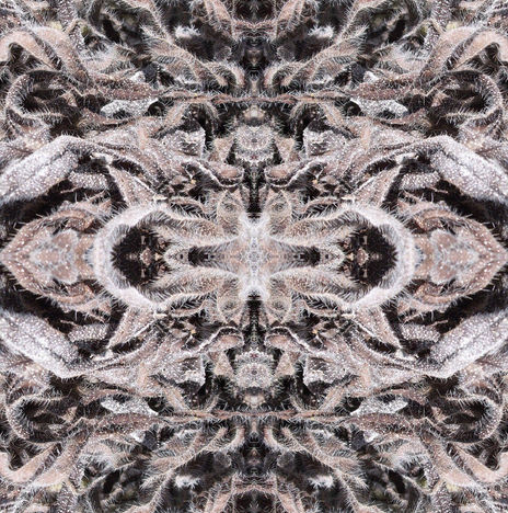 Ornamento de hojas