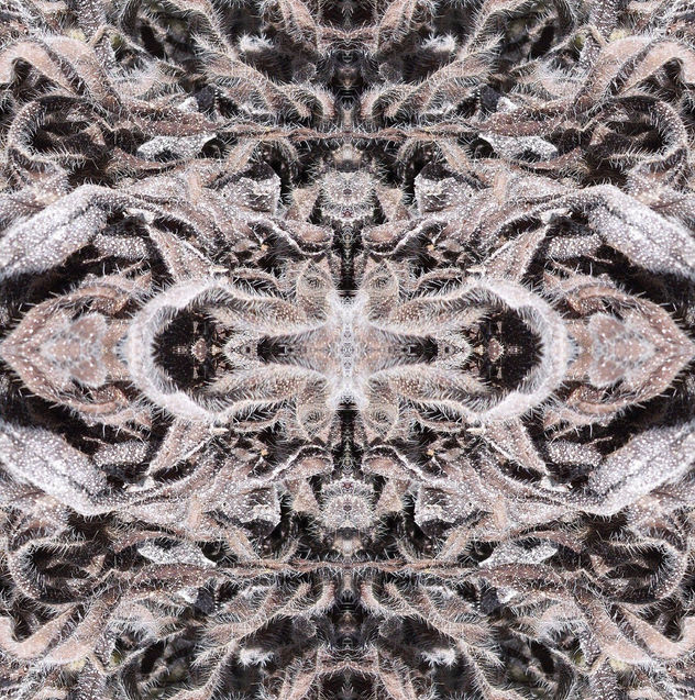 ornamento de hojas
