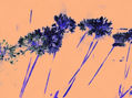 LILAS SOBRE ROSA