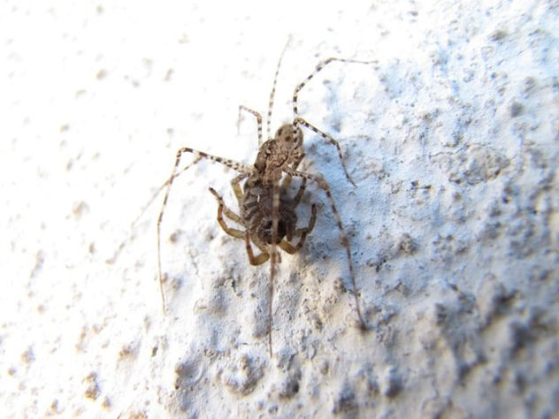 ARAÑA TIGRE  -  ARACNIDOS DE ARGENTINA