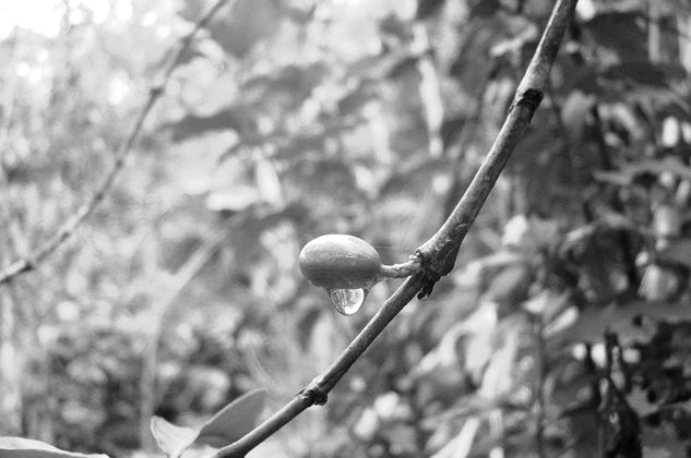 esperanza Naturaleza Blanco y Negro (Digital)