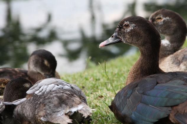 Patos 