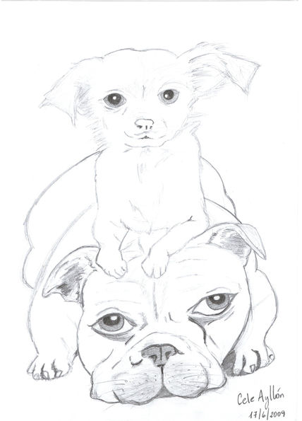 Perritos