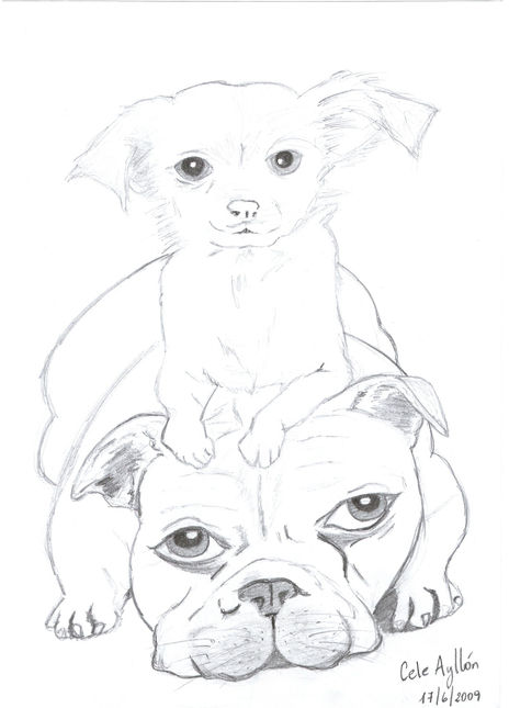 Perritos