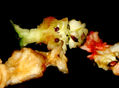 degradacion 10