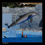 4. Maravillosas Criaturas thumbnail 2
