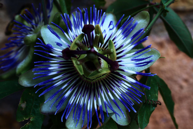azul