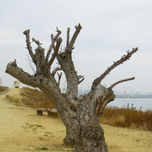 PARQUE DEL CENTENARIO-ALGECIRAS thumbnail 1