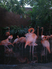 "Flamingos"