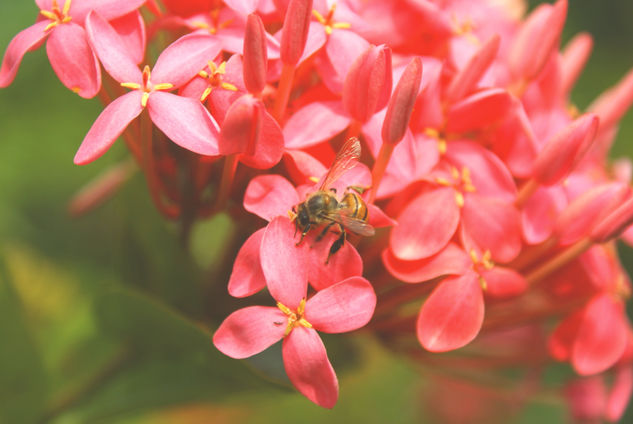 Nectar I Naturaleza Color (Digital)