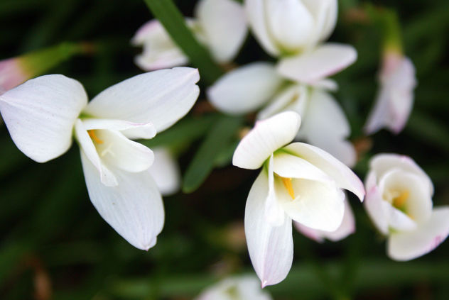 Timidas I