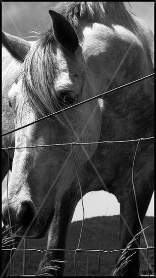 salvaje Naturaleza Blanco y Negro (Digital)