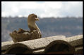 PATITO