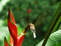 Colibrí ermitaño