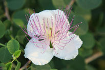 LA Flor con Antenas