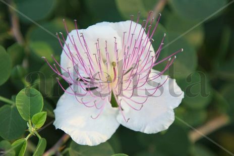 LA Flor con Antenas