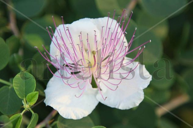 LA Flor con Antenas