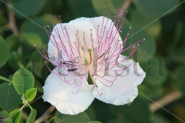 LA Flor con Antenas Naturaleza Color (Digital)