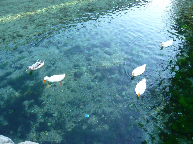 patos Naturaleza Color (Digital)