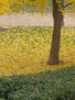 COLORES DE OTOÑO