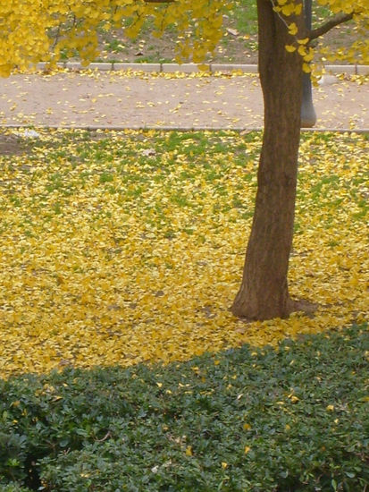 COLORES DE OTOÑO 