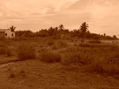 Matapalo en sepia