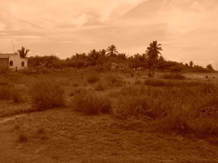 Matapalo en sepia