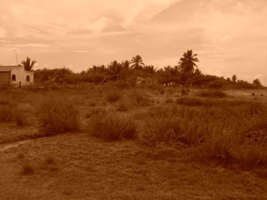 Matapalo en sepia 