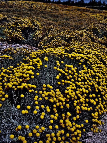Invasión Amarilla