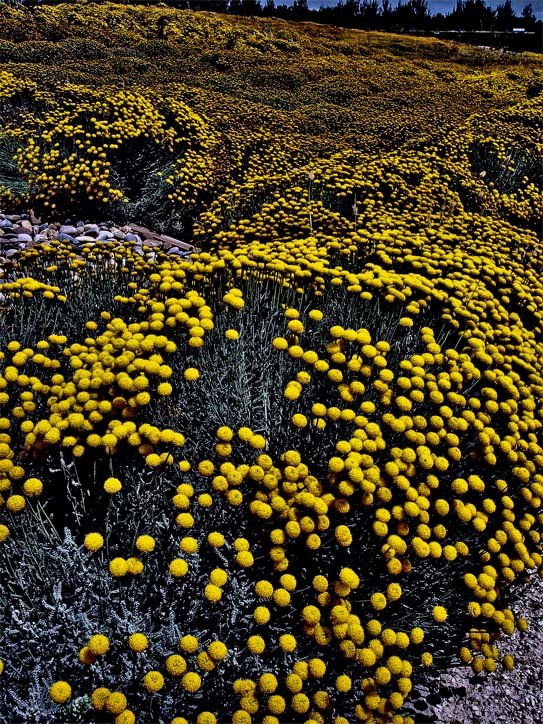 Invasión Amarilla