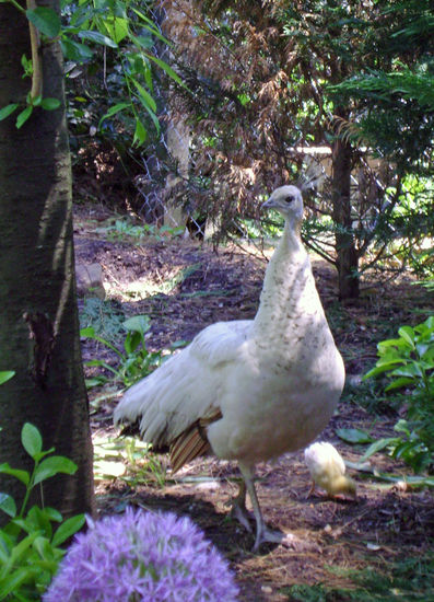 La Maternidad Natural 