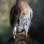 Fauna salvaje thumbnail 1