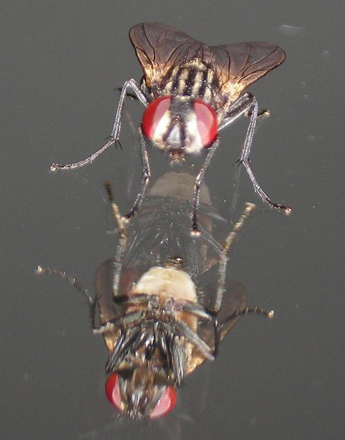 MOSCAPRESUMIDA