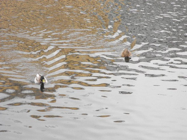 patos