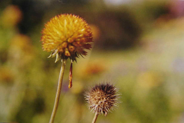 CARDOS Naturaleza Color (Química)