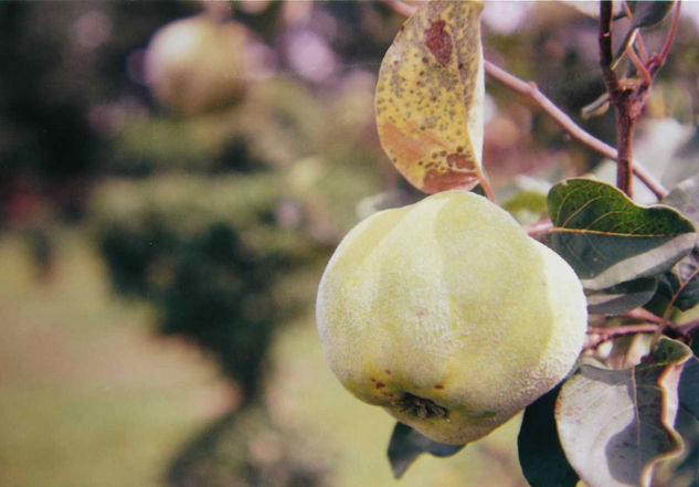 LA PELUSA DEL MEMBRILLO Naturaleza Color (Química)