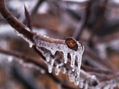 Y la tarde se hizo hielo...